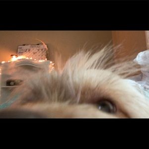 Meet your Posher, Ellie